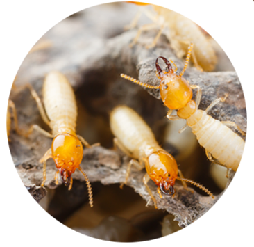 termites eating house