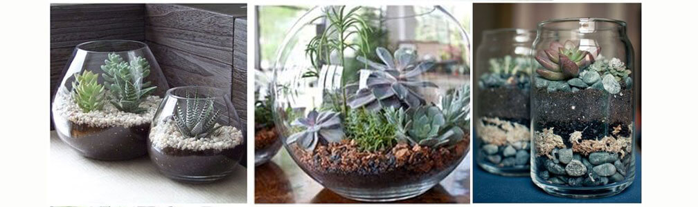 plant terrarium ideas