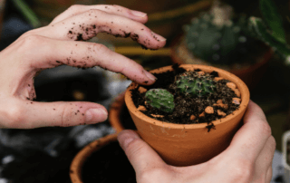 hand potting up cactus
