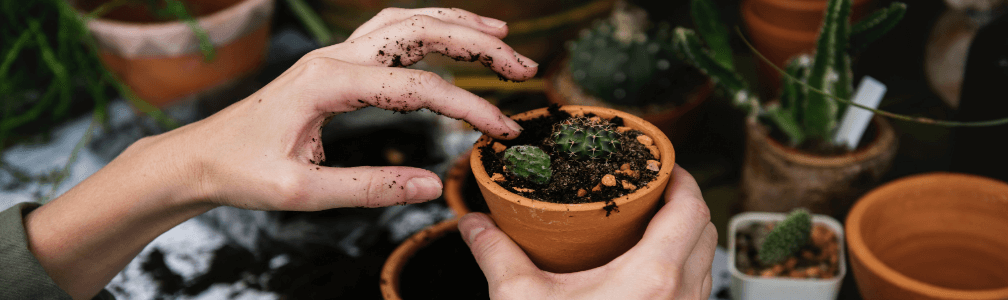 hand potting up cactus