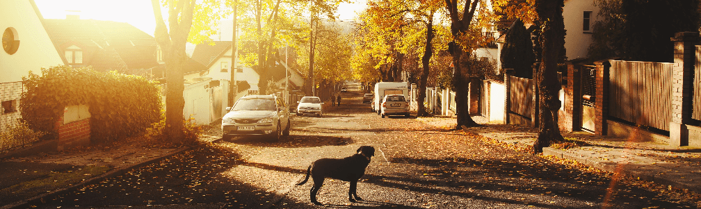 dog in suburban street
